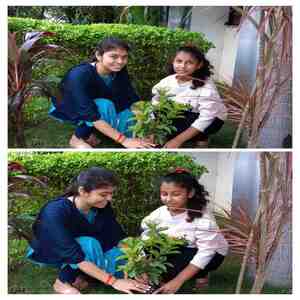 Plantation 